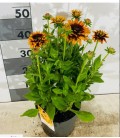 Rudbekia Rudy fire Ø 22 h 50