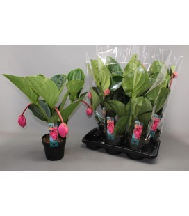 Medinella Flamingo pot de 17 