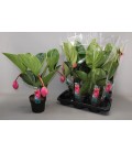 Medinella Flamingo pot de 17