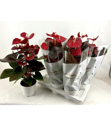 Anthurium Coral Champion Ø 17
