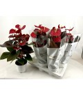 Anthurium Coral Champion Ø 17