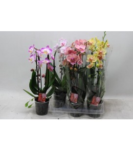 Phalaeno Cascade Mix Ø12 h 45