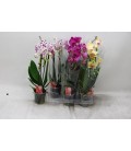 Phalaeno Cascade Mix Ø12 h 45