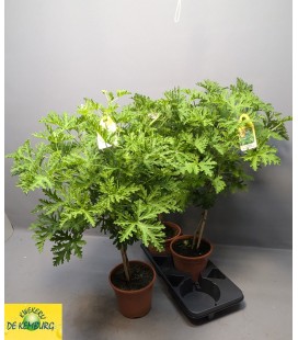 Geranium citronel Ø19 h 75