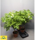 Geranium citronel Ø19 h 80
