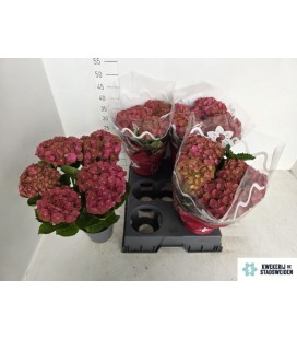 Hortensia M ov Ø 14