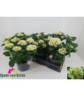Hortensia Chrystal palace Ø23 h 40