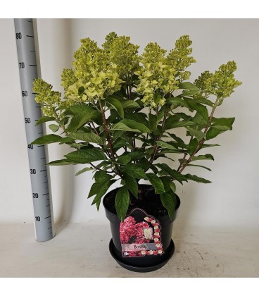 Hortensia paniculata pot de 29 h 70