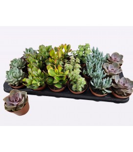 Succulentes pot de 8.50 
