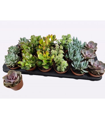 Succulentes pot de 8.50 