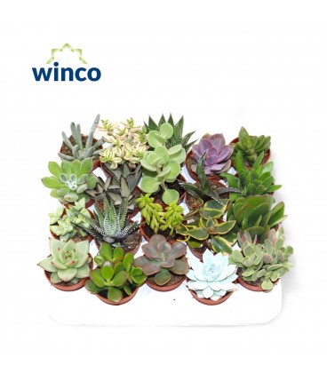 Succulentes pot de 5.5