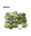 Succulentes pot de 5.5