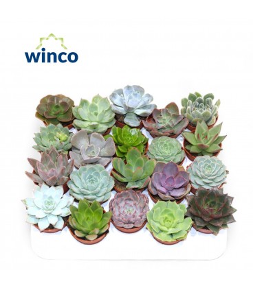 Echeveria pot de 5.5  mix