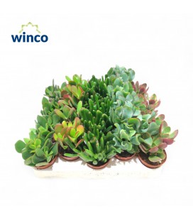 Plantes grass mix pot 5.5