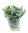 Eucalyptus cinerea 60 cm 275 g