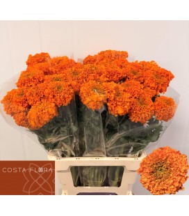 Oeillet d'inde orange 60 cm