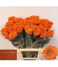 Oeillet d'inde orange 60 cm