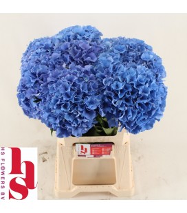 Hortensia Royal Parade 60 cm