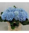 Hortensia Verena bl 60 cm