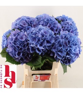 Hortensia Elbtal bl  60 cm
