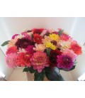 Dahlia mix 45 cm