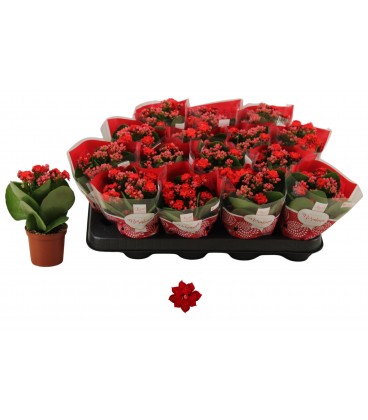 Kalanchoe Don Victorio Ø 07