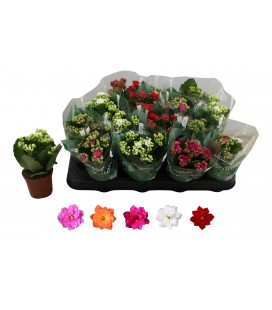 Kalanchoe pot de 07 mix