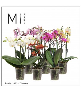 Phalaeno pot de 12 H 40 mix 
