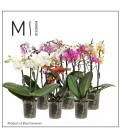 Phalaeno pot de 12 H40 mix 2/3 b