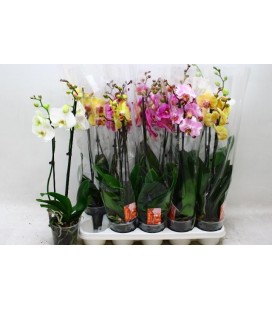 Phalaenopsis Ø12 h 70 mix 2 b