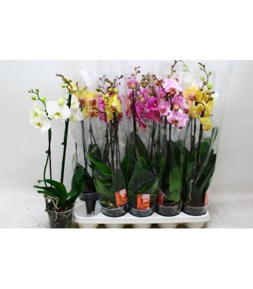 Phalaenopsis Ø12 h 70 mix 2 b