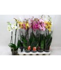Phalaenopsis Ø12 h 70 mix 2 b