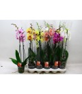 Phalaenopsis Ø12 h 70 mix 2 b