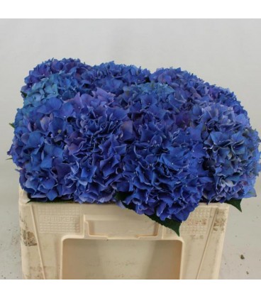 Hortensia Rodeo bleu foncé 50 cm