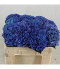 Hortensia Rodeo bleu foncé 50 cm
