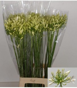 Agapanthe Blanche 80 cm