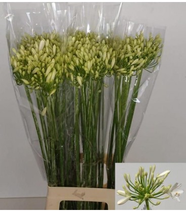 Agapanthe Blanche