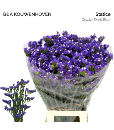 Statice Crystal Dark blue 75 cm