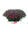 Reine marguerite botte 45 cm