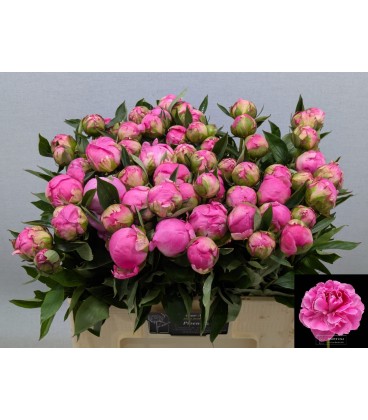Pivoine Dr Flemming 60 Cm