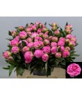 Pivoine Dr Flemming 60 Cm