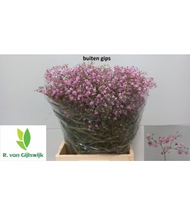 Gypsophile My pink Rose 