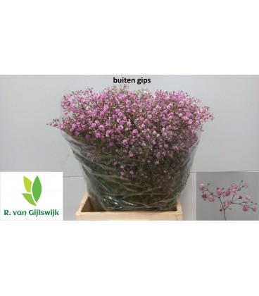 Gypsophile Rose 