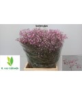 Gypsophile Rose 