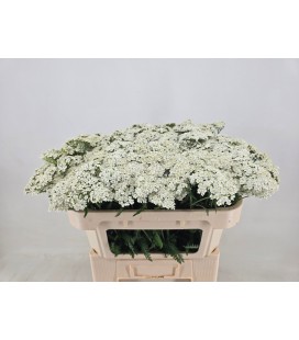 Achilée White Beauty 65 cm