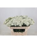 Achilée White Beauty 65 cm