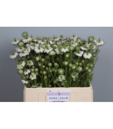 Nigelle de damas