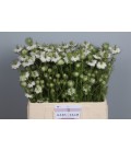 Nigelle de damas