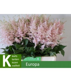 Astilbe Europa 60 cm