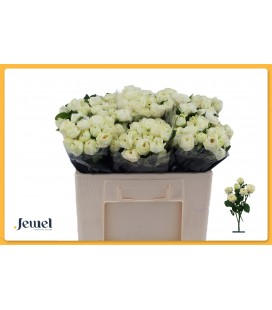 Rose Branchue Sno Trendsetter 50 cm
